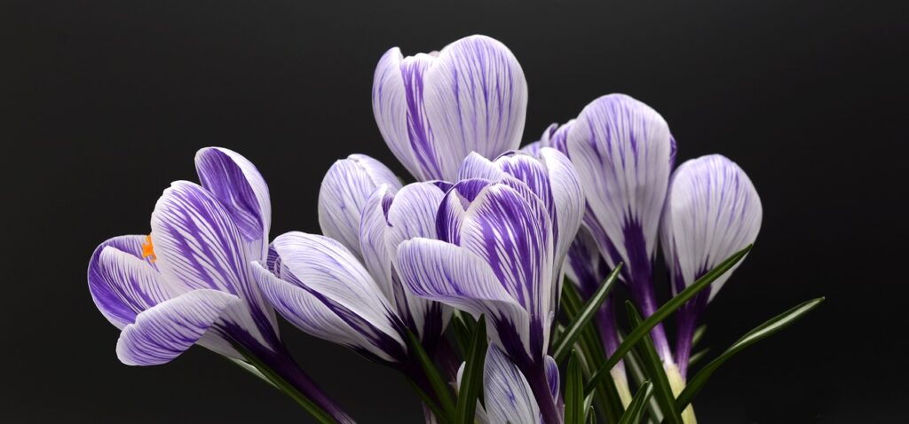 crocus, flowers, purple flowers-2139771.jpg